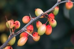 Beautiful fruits on a branch Product Image 1