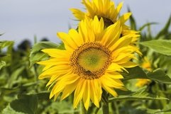 bright details of sunflower Product Image 1