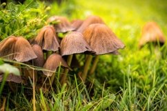 Two fresh mushrooms in the autumn forest Product Image 1