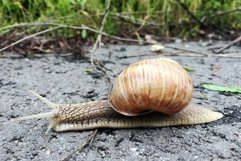 Big garden snail in shell crawling on wet road hurry home Product Image 12