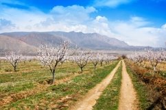 Apricot farm during sping season against Vayk mountain range Product Image 1