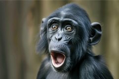 Closeup of a young bonobo with a surprised expression in a n Product Image 1