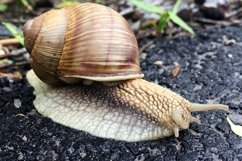 Big garden snail in shell crawling on wet road hurry home Product Image 12