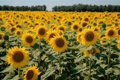 Sunflower field in full bloom Product Image 1