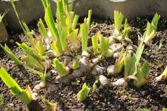 tubers of flowers in the ground Product Image 1