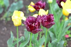 blooming flowers in the garden Product Image 1