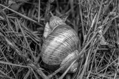 Big garden snail in shell crawling on wet road hurry home Product Image 20