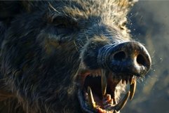 Wild boar closeup in natural habitat Product Image 1