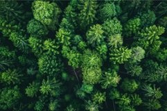 Aerial view of dense green forest canopy Product Image 1