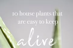 Aloe Vera Succulent Plant Stock Photos / Tropical Product Image 5