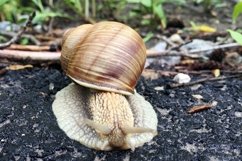 Big garden snail in shell crawling on wet road hurry home Product Image 13