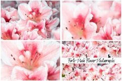 40 Pink Flower Blossom Photographs Close Up Product Image 12