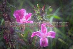 Stock Photo - Bright flower close-up on a summer day Product Image 1