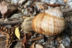 Big garden snail in shell crawling on wet road hurry home Product Image 10