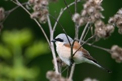 red-backed shrike Lanius Collurio. Product Image 1