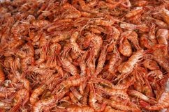 Natural background with lots of red cooked prawns. Product Image 1