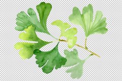 Ginkgo biloba plain green watercolor png Product Image 3