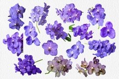 Blue orchid flowers - Volume 2 Product Image 2