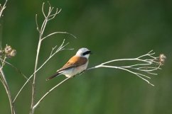 red-backed shrike Lanius Collurio. Product Image 1