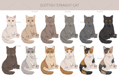 Scottish Straight Cat clipart Product Image 6