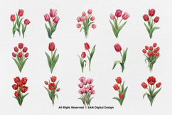 15 Bundle Watercolor Tulips Flower Botanical Painting Spring Product Image 8