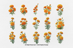 15 Bundle Watercolor Marigold Rose Flower Floral Botanical Product Image 8