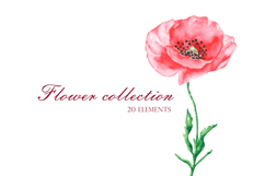 Blooming flowers watercolor clipart. Wildflowers Product Image 8
