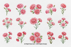 15 Bundle Watercolor Carnations Flower Botanical Bouquet Product Image 8