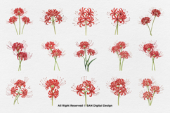 15 Bundle Watercolor Spider Lily Flower Higanbana Autumn Product Image 8