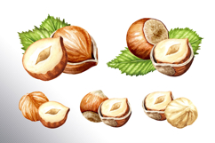 Huzelnuts. Hand drawn watercolor collection Product Image 9