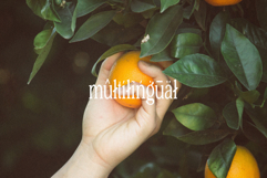 PERPLEX - Condensed Serif Typeface Product Image 8