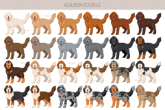 Goldendoodle Goldie Poodle mix Product Image 3