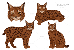 European wild cats clipart Product Image 5