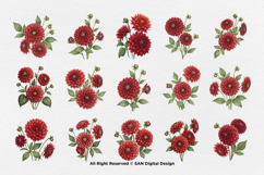 15 Bundle Watercolor Red Dahlias Flower Blossom Bouquet Product Image 8