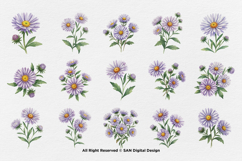 15 Bundle Watercolor Aster Flower Blossom Floral Bouquet Product Image 8