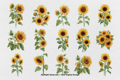 15 Bundle Watercolor Sun Flower Rose Flower Floral Botanical Product Image 8