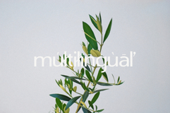Branch - Elegant &amp; Modern Sans Serif Product Image 8