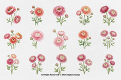 15 Bundle Watercolor Ranunculus Flower Blossom Botanical Product Image 8