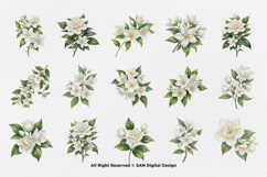 15 Bundle Watercolor Jasmine Flower Decoration Wedding Product Image 8