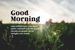 Fox Miravel Product Image 8