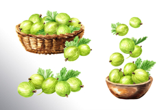 Gooseberry. Watercolor collection Product Image 9