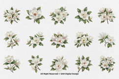 15 Bundle Watercolor Magnolia Floral White Flower Botanical Product Image 8