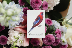 Australian native birds watercolor Product Image 8