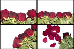 30 Dead Red Roses Floral Flower Background Dried Sadness
