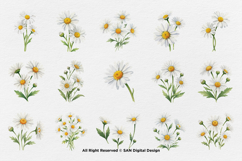 15 Bundle Watercolor Daisy Flower White Floral Chamomile Product Image 8