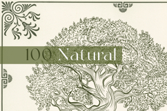 Olive Vector set Product Image 9