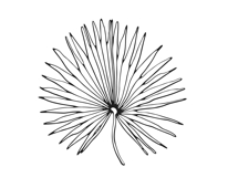 Palm Leaves svg, Botanical png Product Image 13