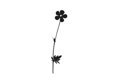 Botanical bundle - svg, png Product Image 11