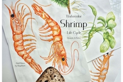 Watercolor Shrimp Life Cycle Set Bundle Product Image 7