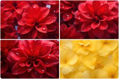 80 Color Flowers Texture Backgrounds Product Image 20